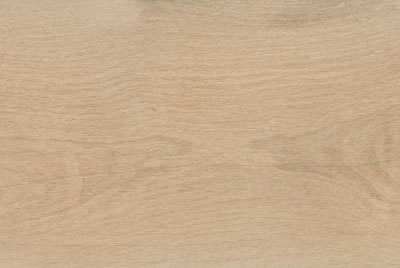Zanzibar Camel EXT